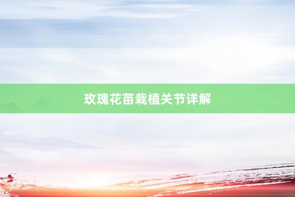 玫瑰花苗栽植关节详解