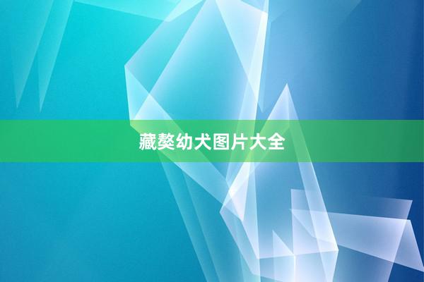 藏獒幼犬图片大全